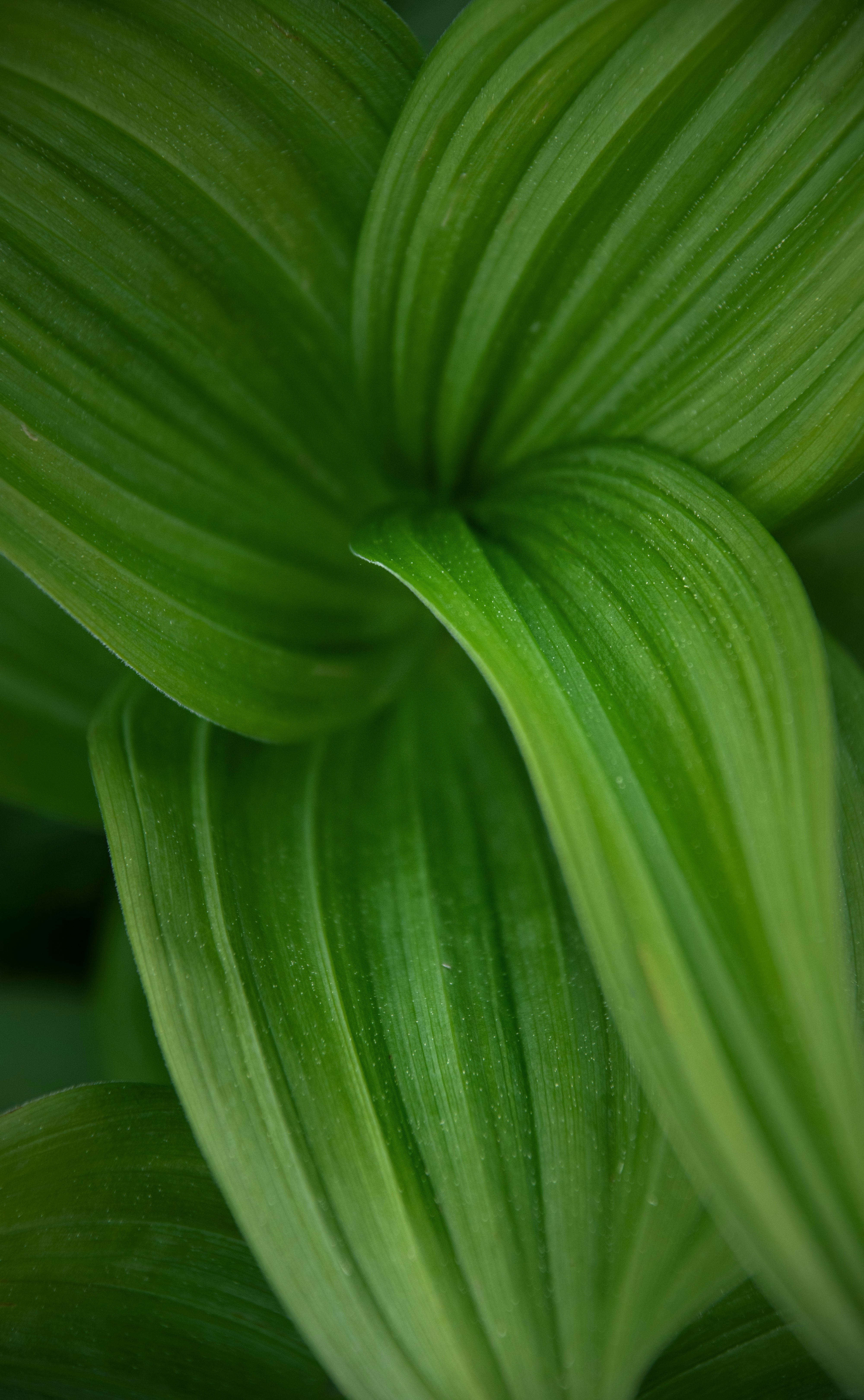 green leaf plant in close up photography